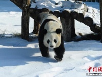 中国最北熊猫馆 明星熊猫雪中撒欢