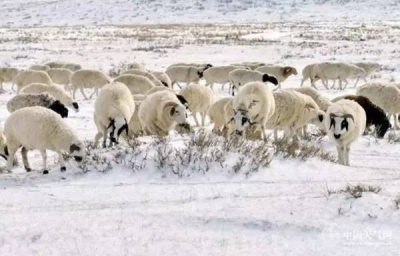 我的天！雾！雪！霾！华北黄淮本周再遭霾伏 