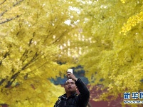 北京：初冬银杏黄 