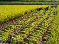 航拍祖国各地田间丰收美景