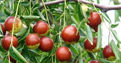 心惊！糖精冬枣鱼目混珠，一招让它原形必露