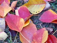 你可能还不知道，荆州的深秋那么美！