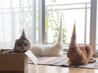 日摄影师拍萌猫带猫毛帽走红网络