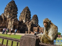 泰国华富里：古塔中的猴群乐园 