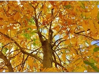 你可能还不知道，荆州的深秋那么美！