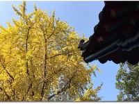 你可能还不知道，荆州的深秋那么美！