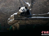 中国最北熊猫馆 明星熊猫雪中撒欢