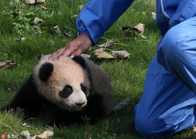 上海龙凤双胞胎熊猫宝宝满月