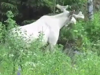瑞典森林出现罕见纯白驯鹿 如童话精灵