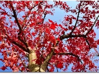 你可能还不知道，荆州的深秋那么美！