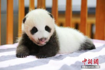 萌化人心！日本动物园给双胞胎大熊猫宝宝称重