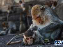 泰国华富里：古塔中的猴群乐园 
