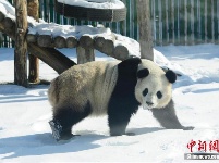 中国最北熊猫馆 明星熊猫雪中撒欢