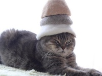 日摄影师拍萌猫带猫毛帽走红网络