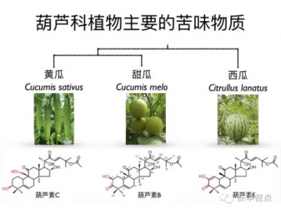 为什么你买的黄瓜发苦、西瓜不甜？这个秘密被中国科学家破解了！