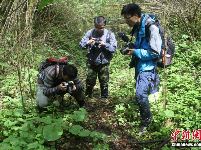 四川北川发现新物种——“北川驴蹄草”