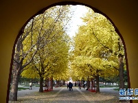 北京：初冬银杏黄 