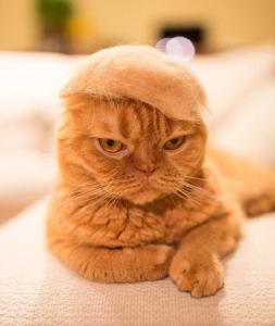 日摄影师拍萌猫带猫毛帽走红网络