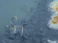 墨西哥湾海底“死亡之池”