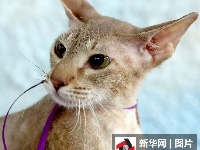 吉尔吉斯斯坦猫咪展：“喵美人”颜值爆棚