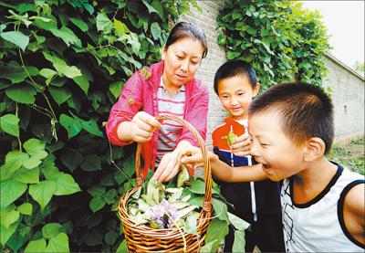 北京提纯复壮地方特色蔬菜品种在郊区种植推广 “老口味儿”如何重回餐桌