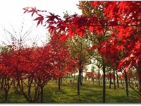 你可能还不知道，荆州的深秋那么美！