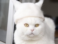 日摄影师拍萌猫带猫毛帽走红网络