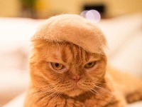 日摄影师拍萌猫带猫毛帽走红网络