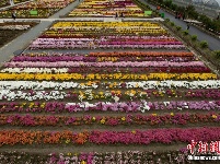 南京农业大学菊花基地 姹紫嫣红赏斑斓花海 