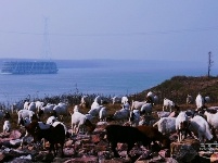 荆江岸边美家园