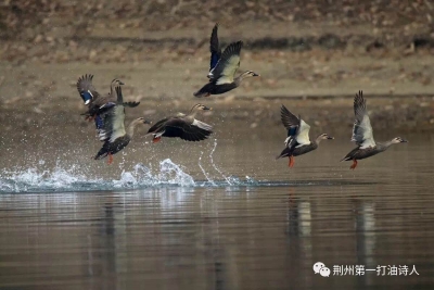 荆州首次大量发现“鸟中大熊猫”