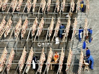 浙江东阳：上万火腿共沐“日光浴” 