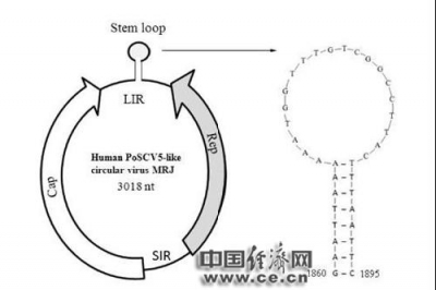 江苏检验检疫局：南京口岸发现人体环状新病毒