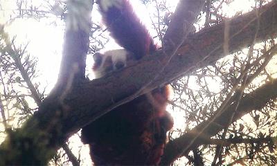 酷似“小熊猫”  这个小萌物什么来头？