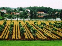 荆江岸边美家园