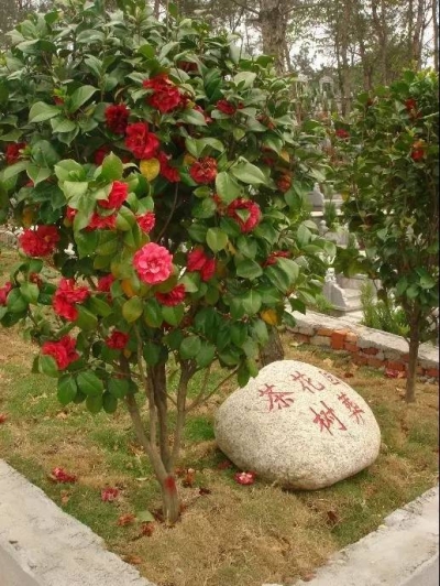 殡葬改革来了，荆州人的身后事提倡这么办！