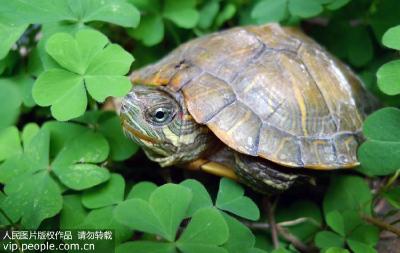 乌龟也要冬眠，家养乌龟如何安全过冬