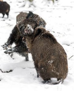 德国两野猪冰天雪地上演打斗决战