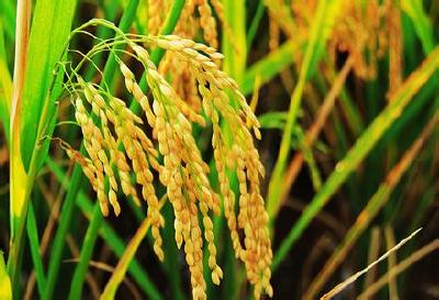 中国杂交水稻创布隆迪高产纪录