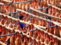浙江东阳：上万火腿共沐“日光浴” 