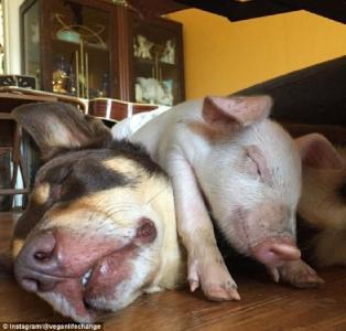 澳避难所一小猪与狗共食共眠建立深厚友谊