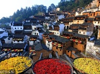 冬日“晒秋”图