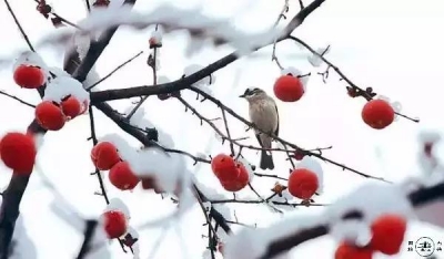 【荐读】今日 大雪 