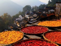 冬日“晒秋”图