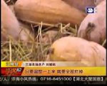 急！三湖农场近千万斤南瓜滞销