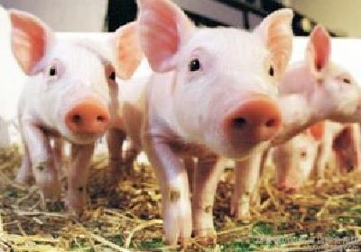 循环利用 绿色发展 松滋治理生猪养殖污染