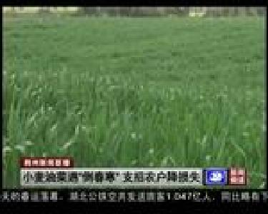小麦油菜遇“倒春寒” 支招农户降损失