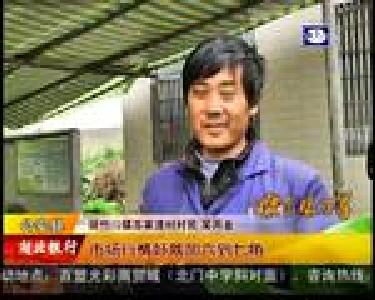 农户求助 620亩白菜薹滞销