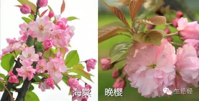 桃花、樱花、海棠、梨花傻傻分不清，春花那么多你都会赏吗？