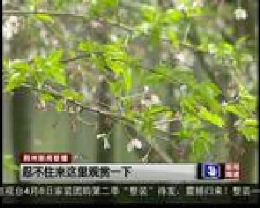 春风十里花满城 文明荆州共呵护